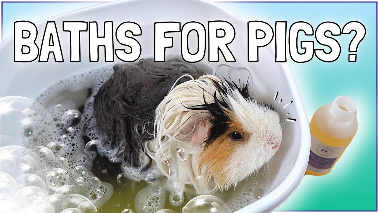 How to Bathe Your Guinea Pig!