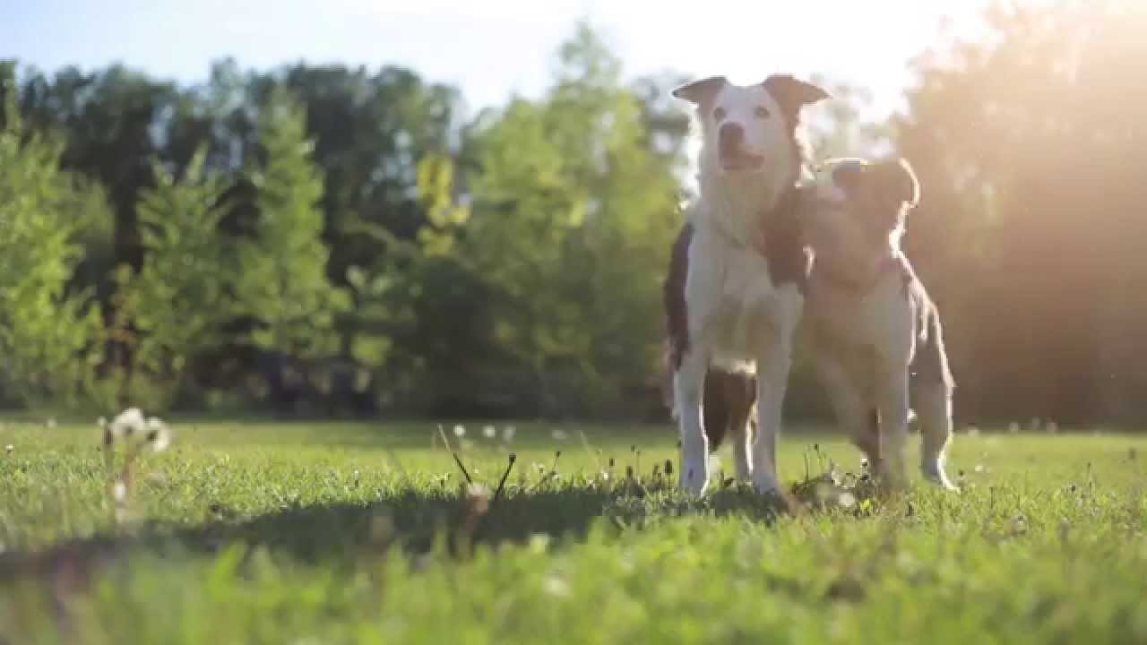 MADzone Border Collies :: Zoe, Madlene & Sorin - SPRING!