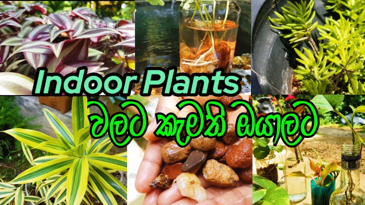 Indoor Plants 🌿 | Indoor Plants වලට කැමති ඔයාලට 🌵🌱#indoorplants #plants #dayvlog