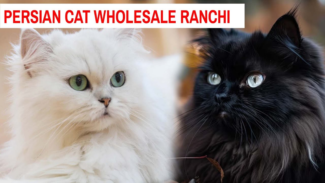 Persian Cat baby in Ranchi | Ranchi persian Cat Saller | cheapest cat market in ranchi | india vlogs