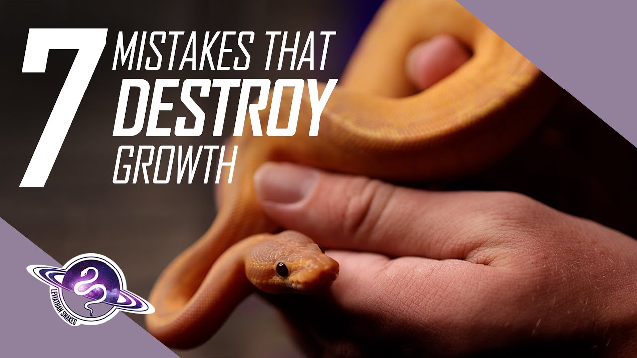 7 Mistakes that DESTROY Growth | Ball Python Business Tips