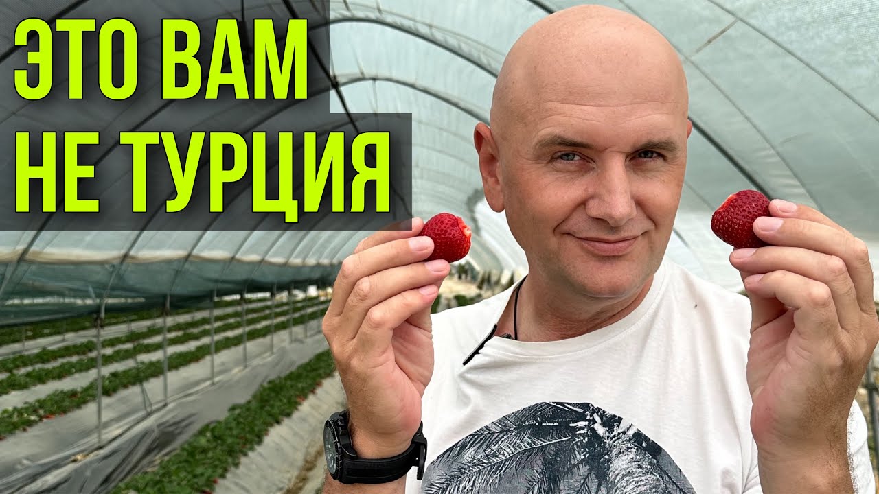 НАЧАЛСЯ СБОР УРОЖАЯ КЛУБНИКИ В КРЫМУ