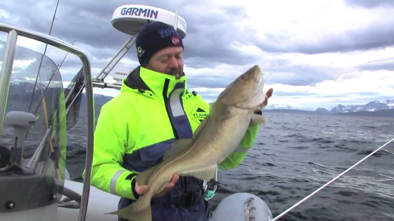 Meeresangeln in Nord-Norwegen - dicke Dorsche!