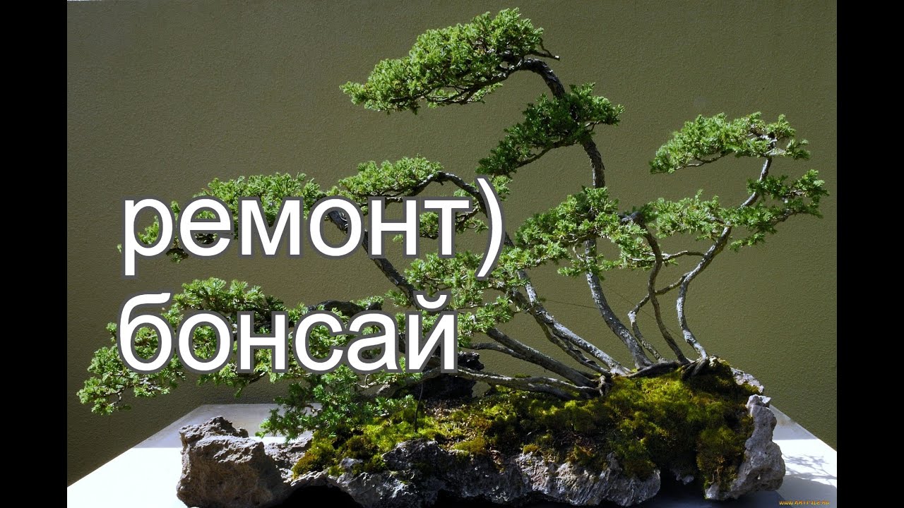 Ревизия и ремонт бонсай.