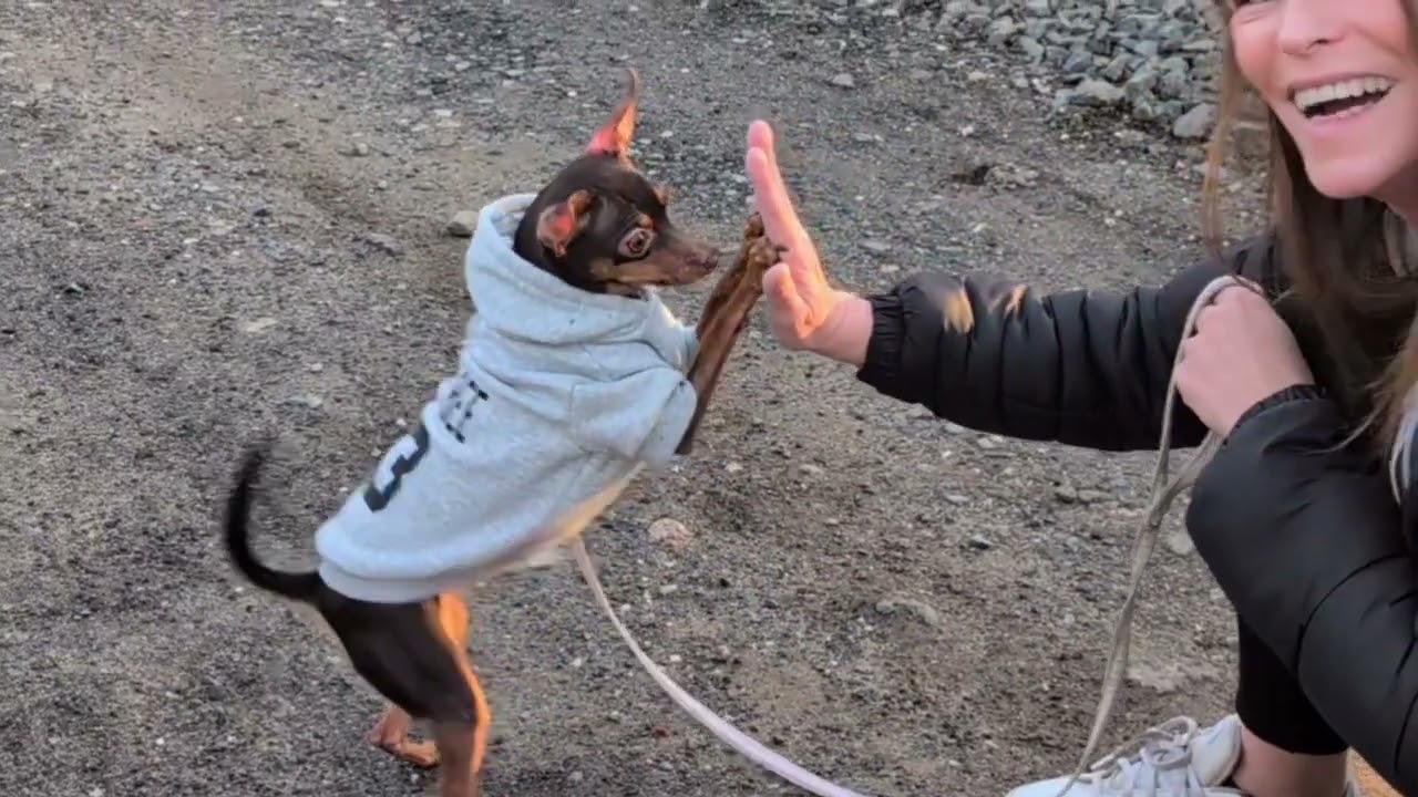 Bewerbung Top Dog 2025 | Prager Rattler Baylee zeigt was sie kann 