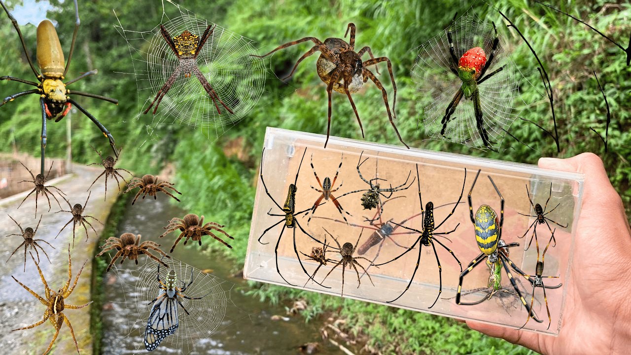 Hunting Top Fishing Spider In The River !! Golden Orb Spider, Gagamba, Weaver Orb