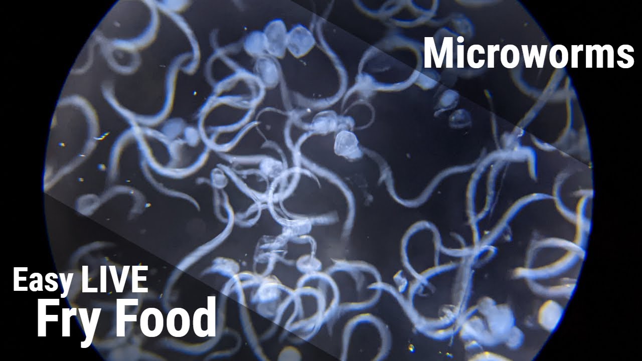 How To Culture Microworms For Fish Fry