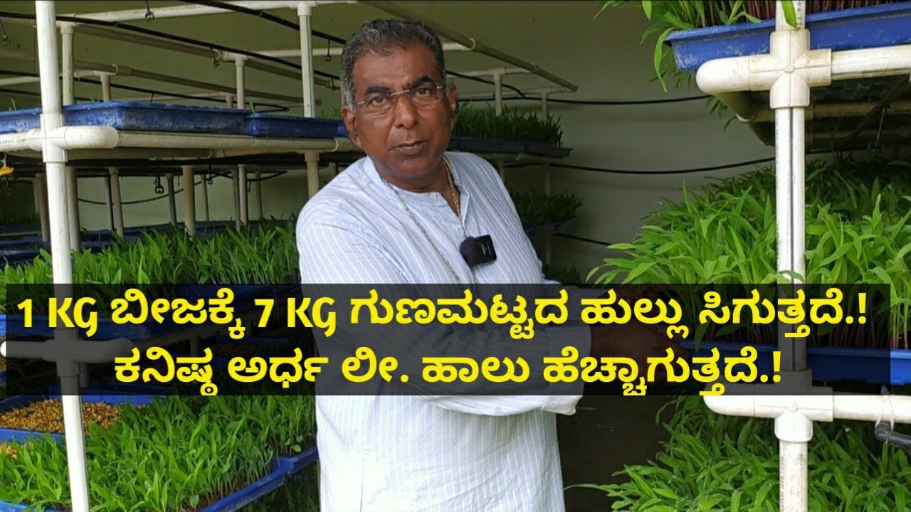 1 KG ಬೀಜಕ್ಕೆ 7 KG ಗುಣಮಟ್ಟದ ಹುಲ್ಲು ಸಿಗುತ್ತದೆ.! ಕನಿಷ್ಠ ಅರ್ಧ ಲೀ. ಹಾಲು ಹೆಚ್ಚಾಗುತ್ತದೆ.!Hydroponics