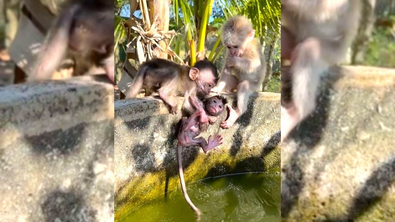 This Baby Monkey Will Make You Smile #MonkeyVibe #BabyMonkey #CuteMonkey #FunnyMonkey #MonkeyShorts