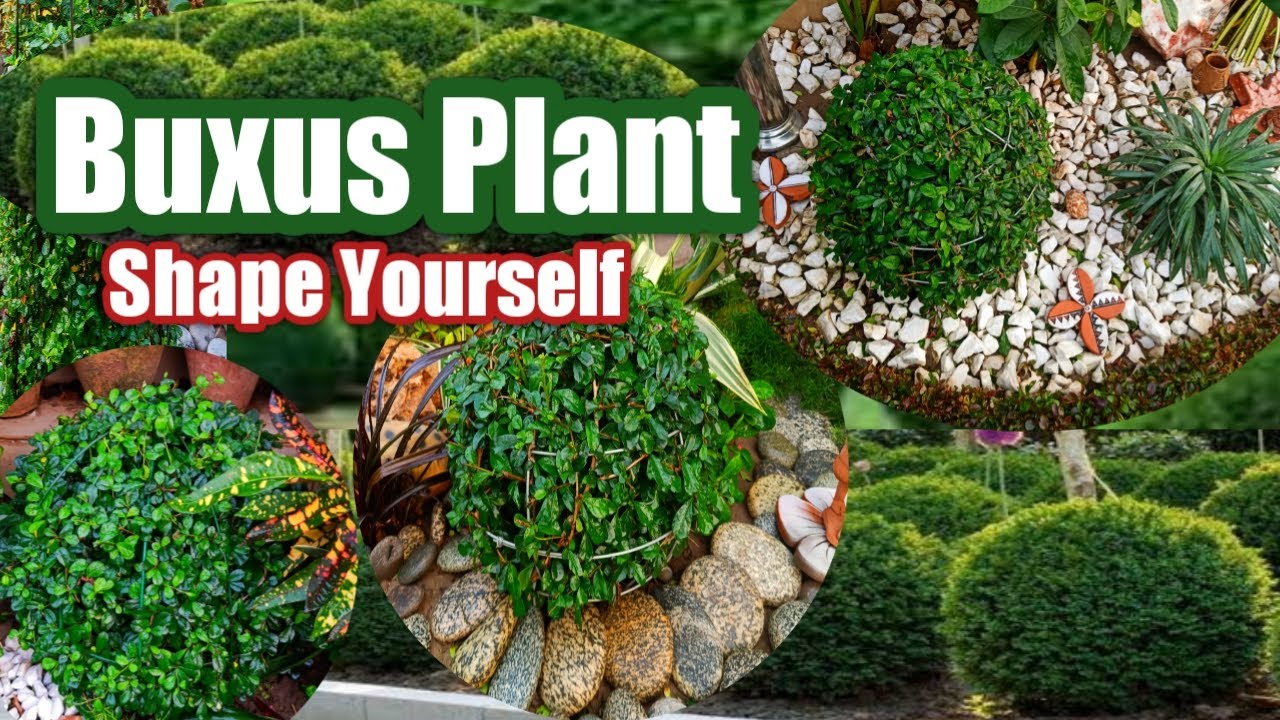 How to grow buxus plant | Boxwood plant | Buxus plant care tips | Buxus shrub