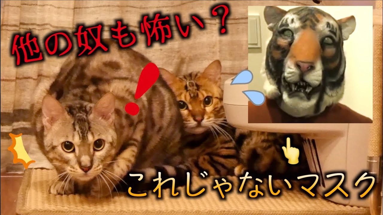 トラウマ再来！？タイガー以外のマスクでルトとロゼの前に現れた結果。。。