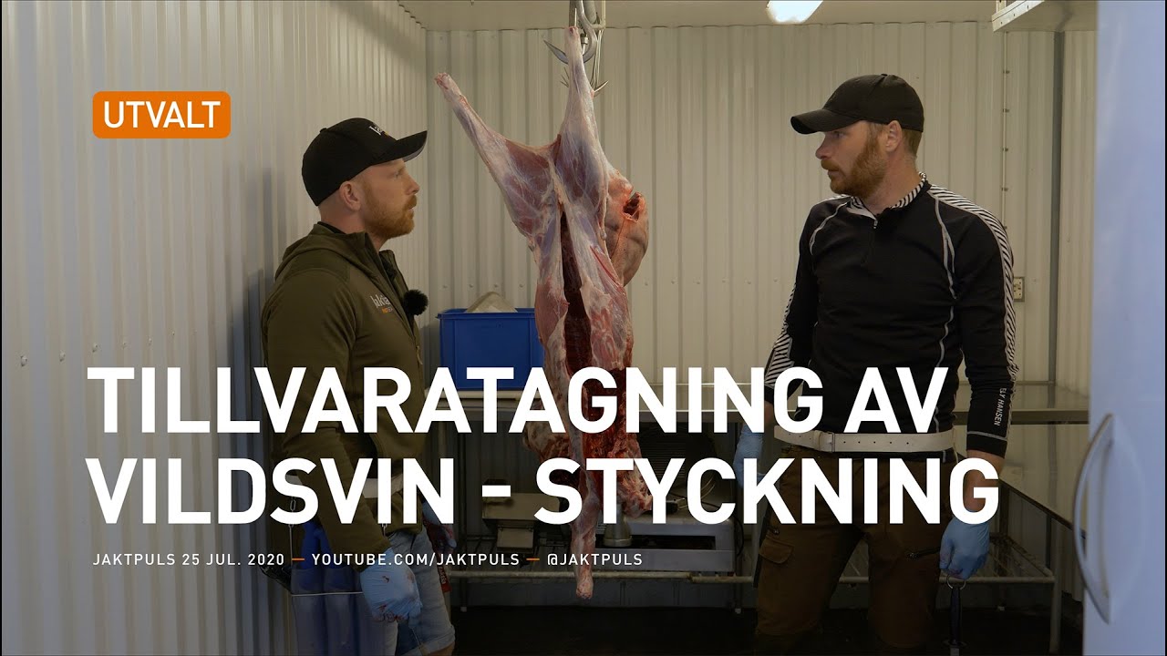 Tillvaratagning av vildsvin - Styckning