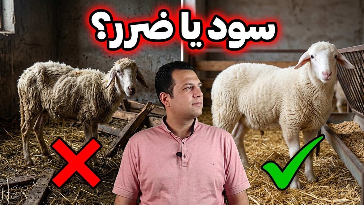 اصول مهم پرواربندی بره , آموزش پرواربندی , پرواربندی گوسفند , پرواربندی