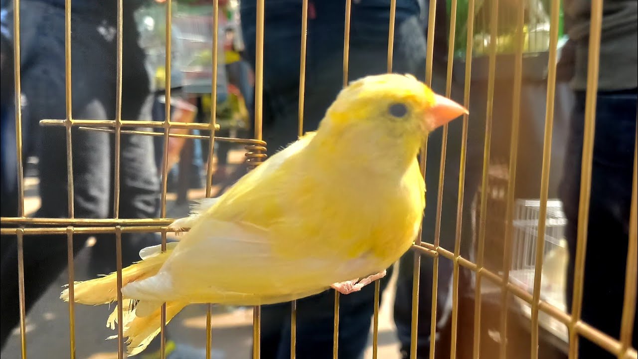 بيع للتصفية🛑وعروض بيع عصافير مشتركين القناة💚بالأسعار وأرقام اصحابها👈كناري👍بلاكات👍فلل👌وانواع مختلفة⁉️