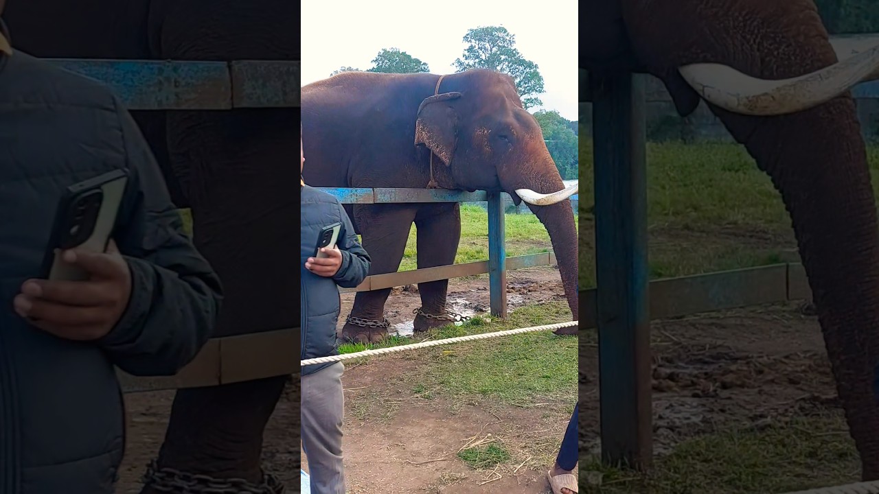 📍Dubare Elephant Camp, Coorg Karnataka #shorts #ytshorts #coorg #travel #dubare  #dubareelephantcamp
