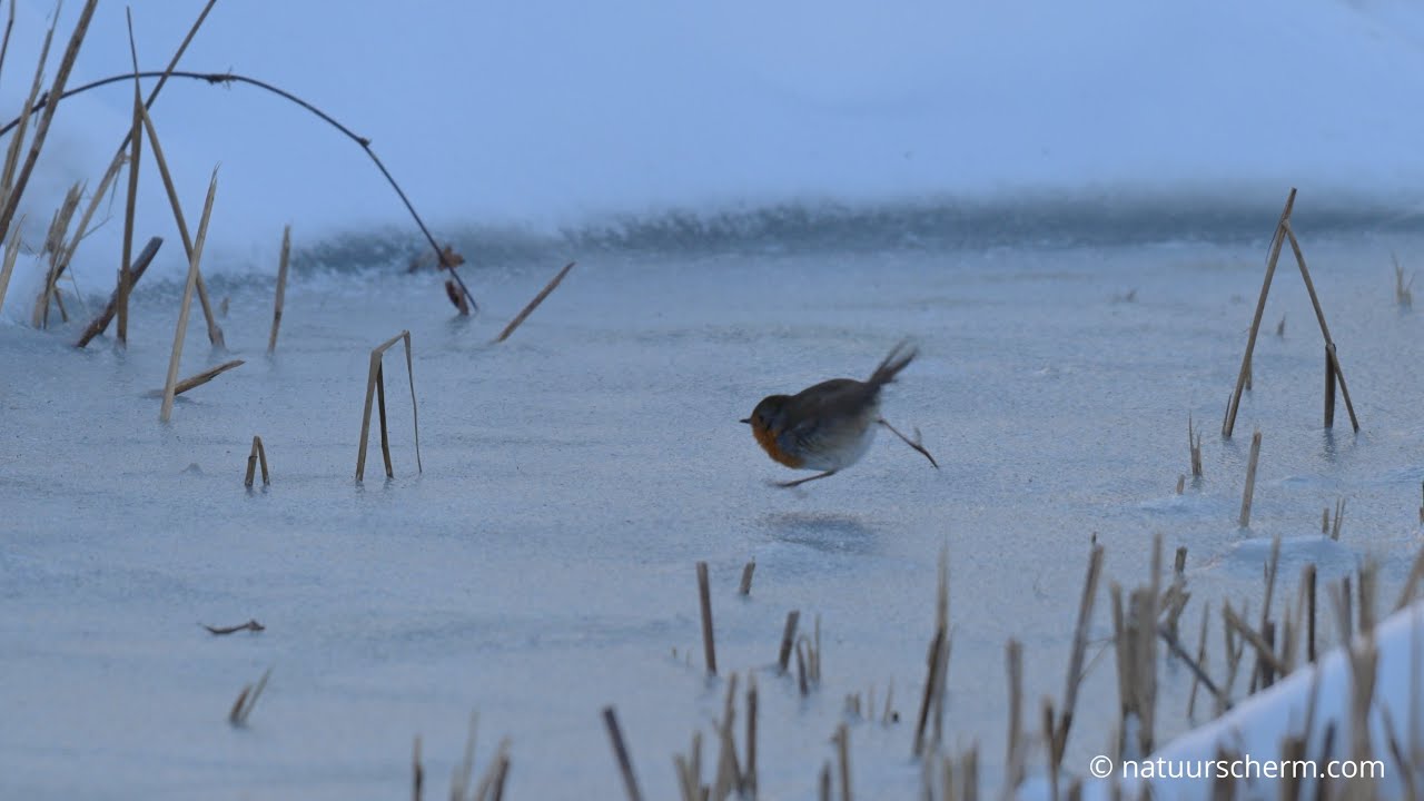 Walsend roodborstje - Waltzing Robin