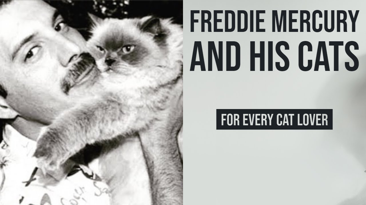 Freddie Mercury and His Cats (2019)