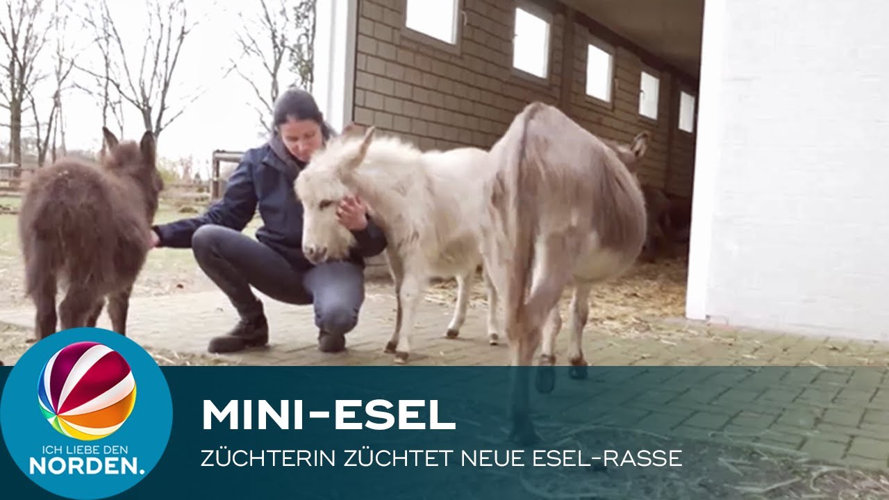 Deutsche Miniatur-Esel: Niedersächsin züchtet offizielle neue Rasse