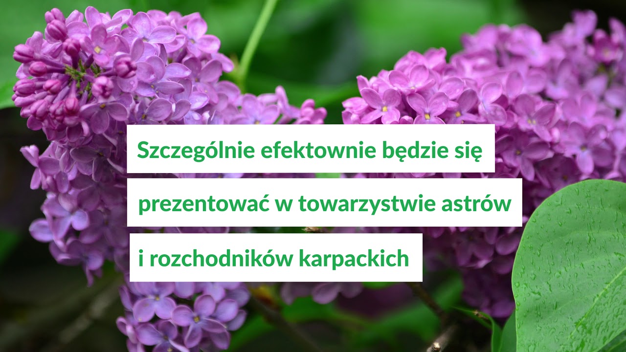 Budleja Dawida - jak ją uprawiać i z czym komponować?