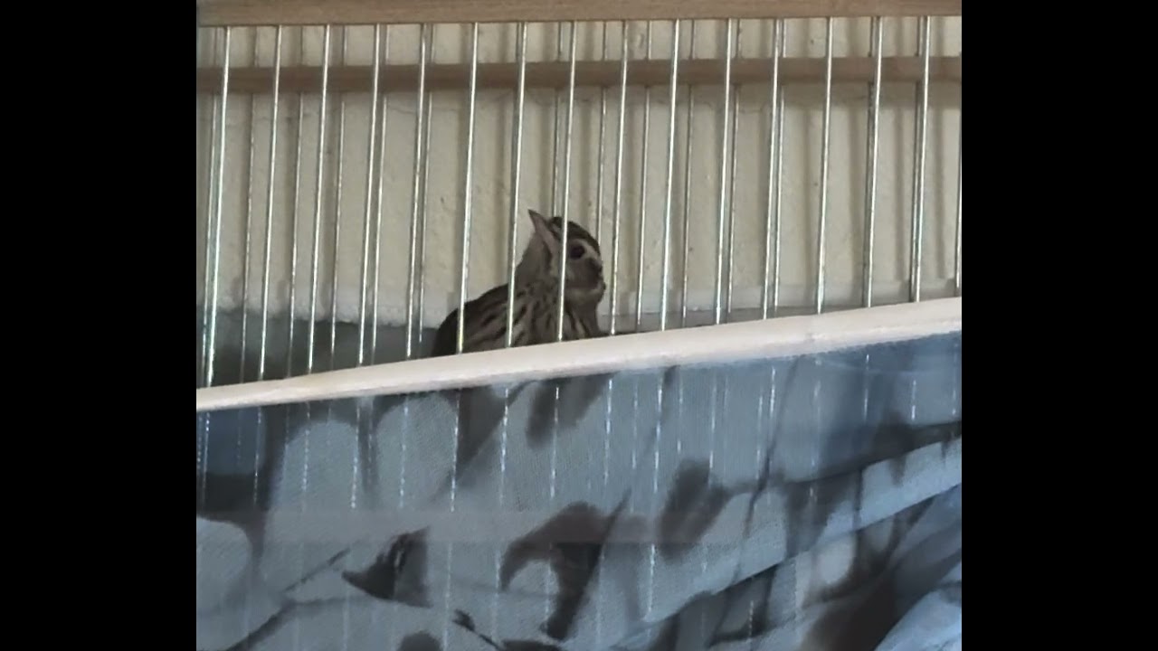  Alouitte Lulu 🐦‍⬛🐥ولوال ملكي صاحب الحنجرة الذهبية  