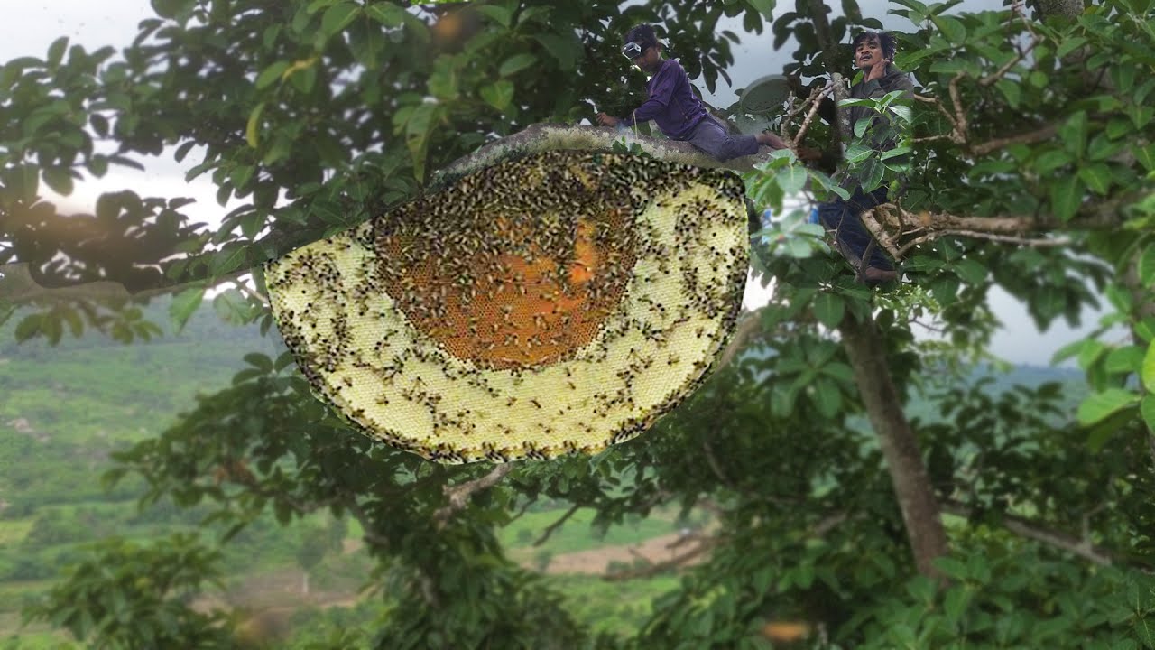 Primitive Technology Spend 12 Hours Found Giant HoneyBee For Food On Big Tree
