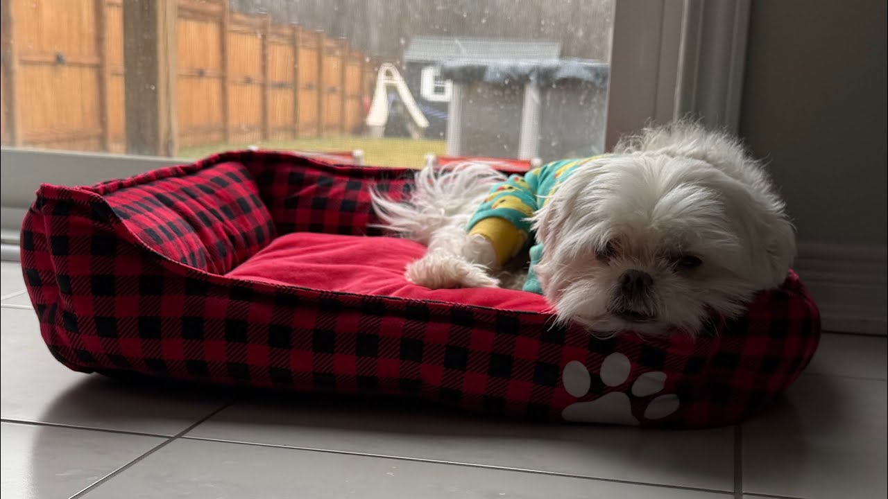 Watch Muffin Nap on this foggy and rainy day🌧️🐾