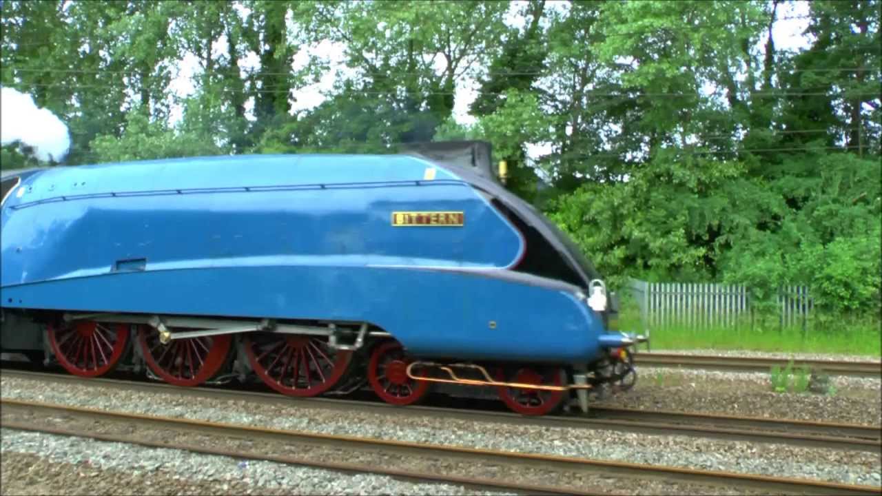 ''THE EBOR STREAK'',Approaching 90 ?. 4464  BITTERN.Sat.29th.June 2013