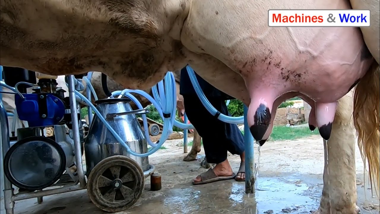 Dual Cow Milking Machine &ndash; Milk Two Cows at Once