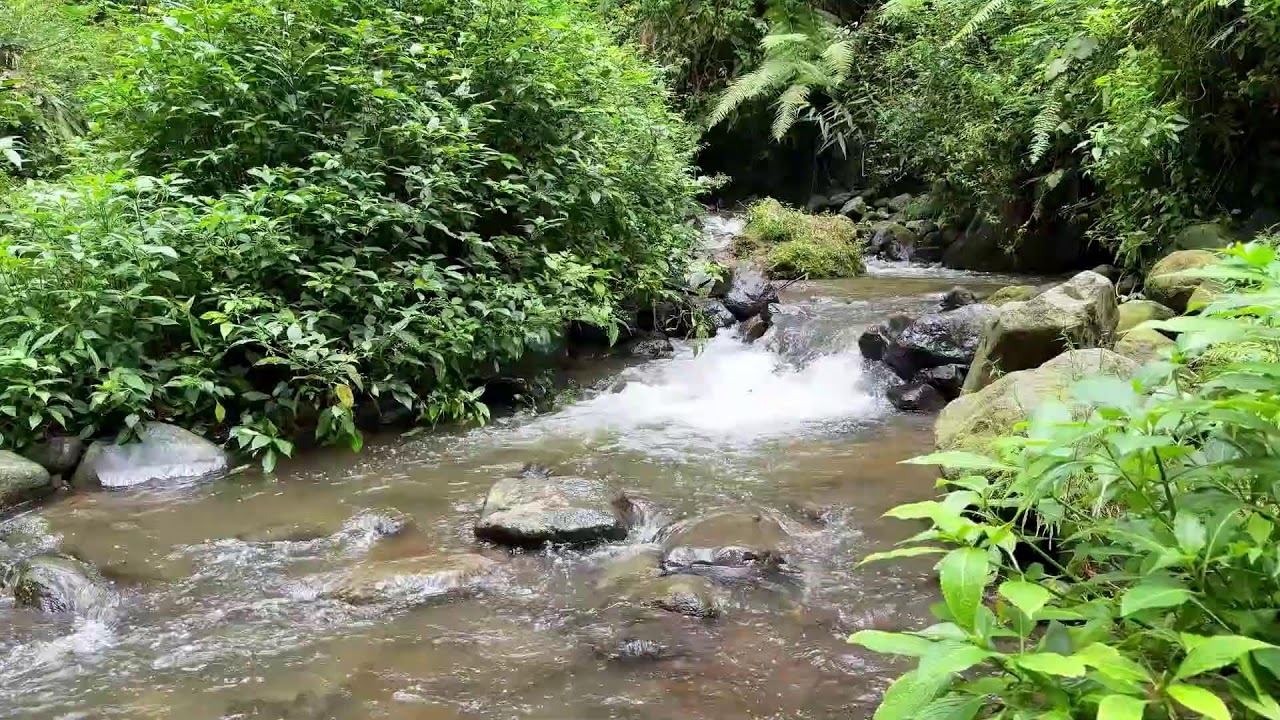 Achieve deep calm with peaceful river ambience in bright forest daylight soothing your night