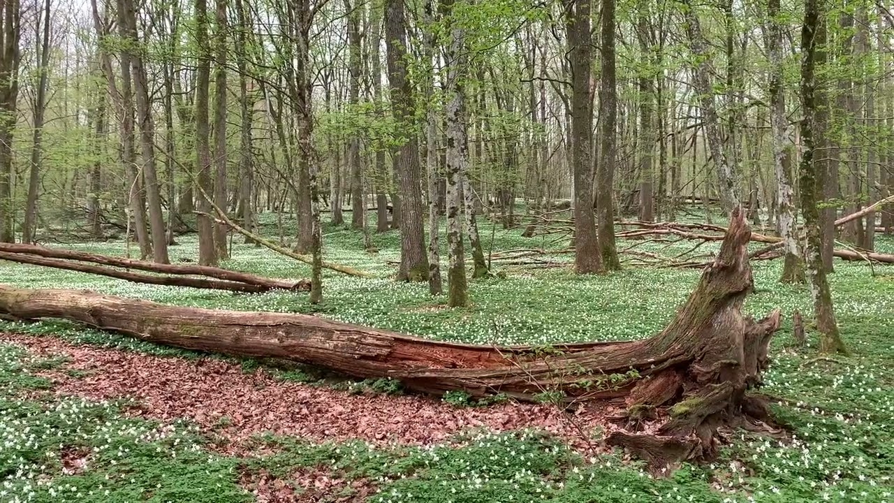 Möt våren i Skåne