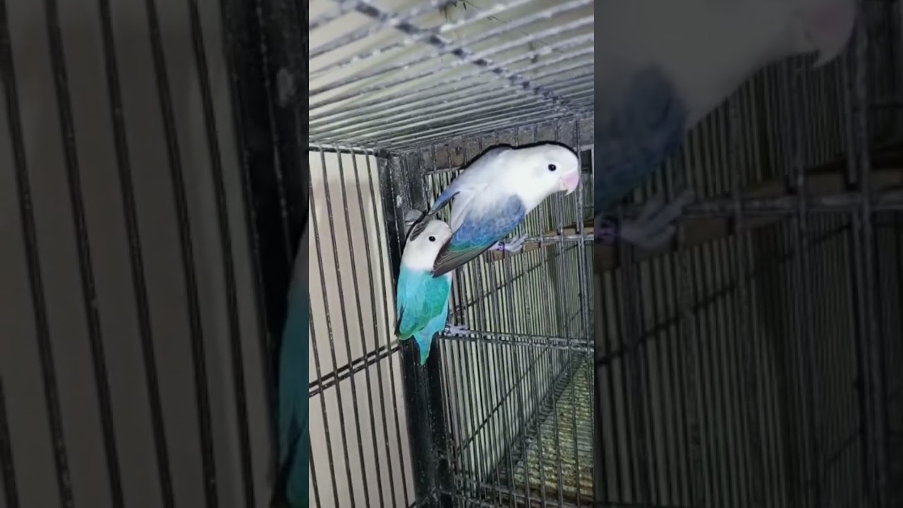 voilet euwing oplin & blue opline  lovebirds for this breeding seaon #viral #shorts #lovebird
