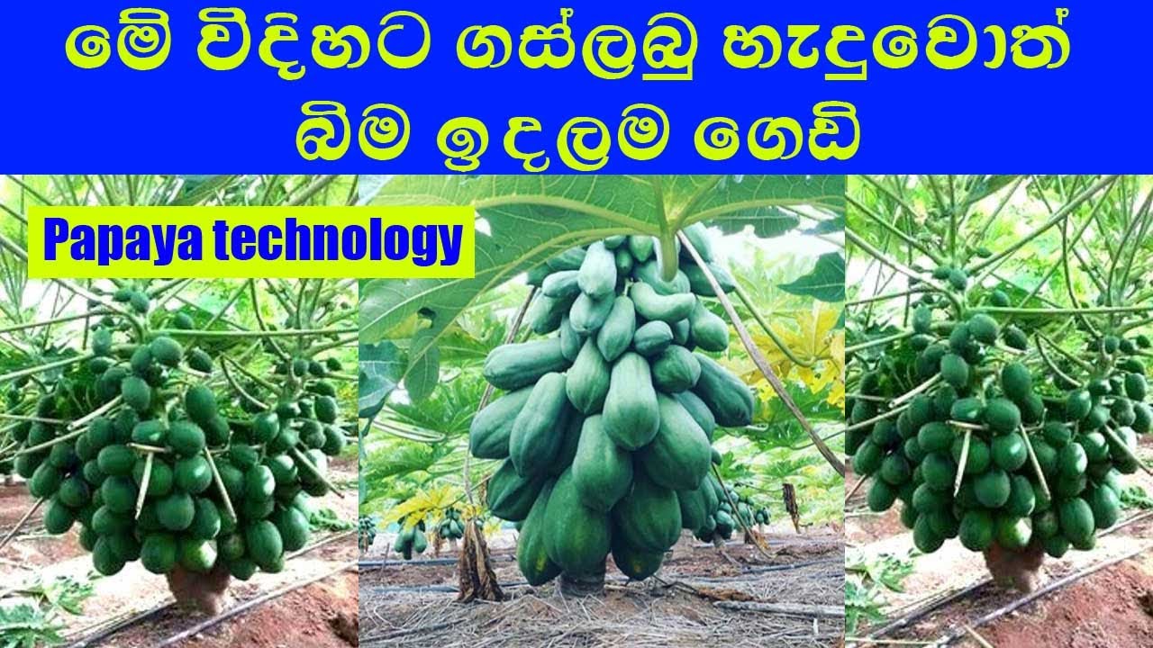 මේ විදිහට ගස්ලබු හැදුවොත් බිම ඉදලම ගෙඩි / Papaya technology