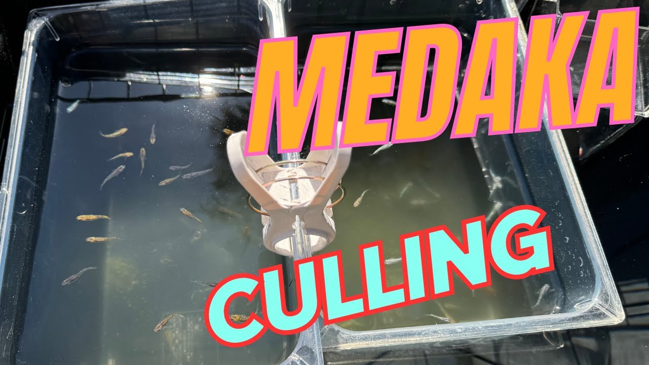 【MEDAKA】Must Do Now! Culling . Japanese Medaka RiceFish【メダカ】