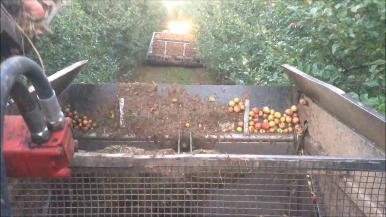 Old Court Apple Orchards