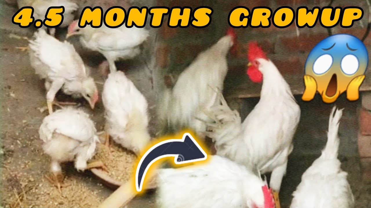 How To Grow chicken 🖤 | Unbelievable Transition 😱🙏