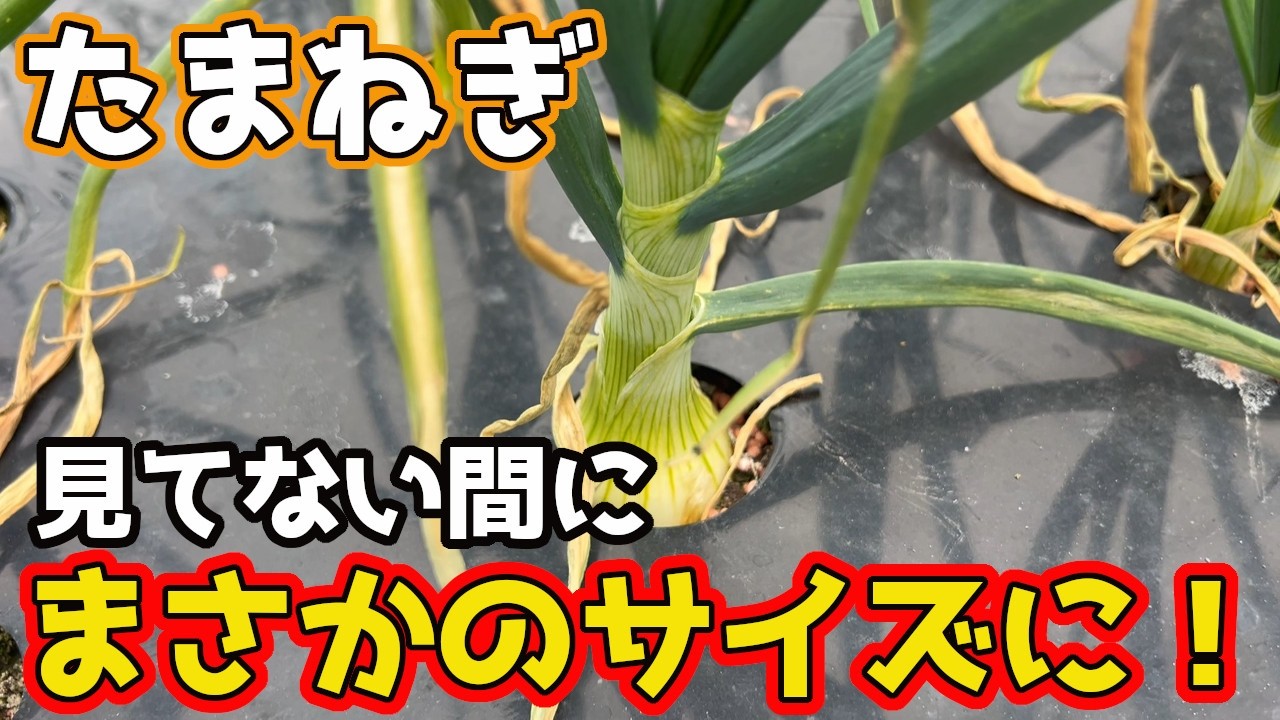 【たまねぎ】とある理由でもう実が膨らんできました！【家庭菜園】