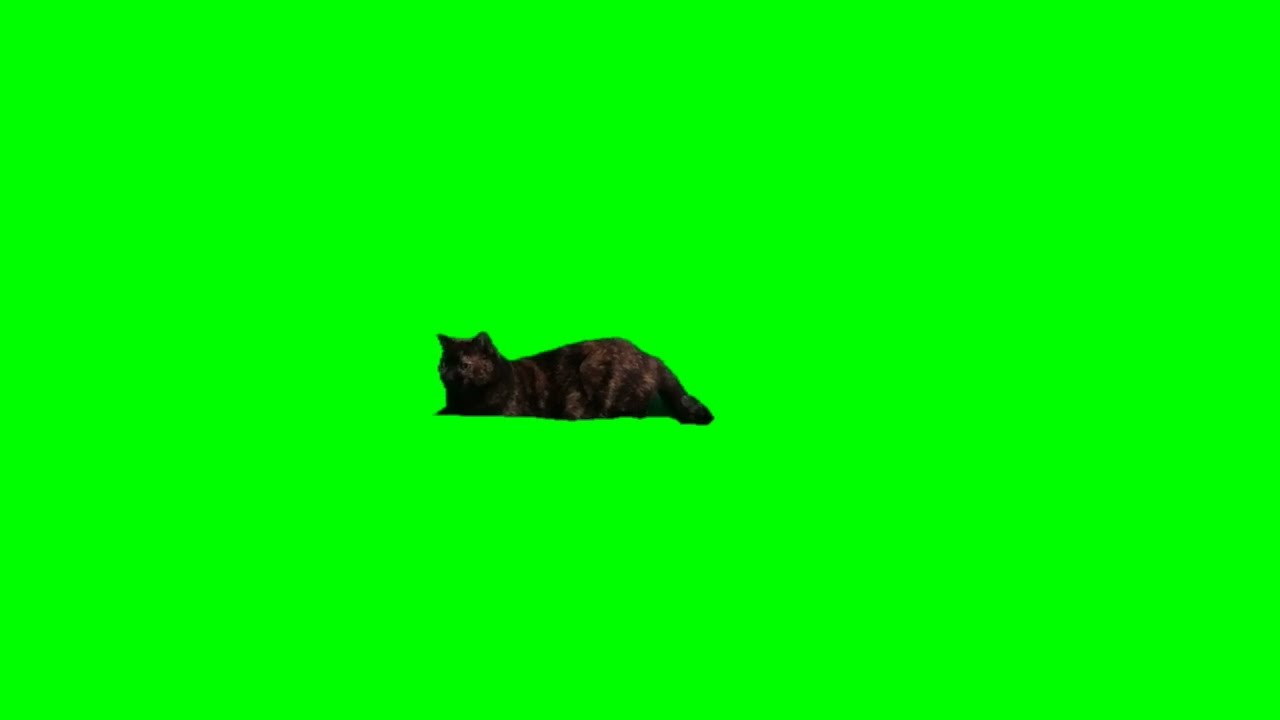 Super Cute Cat - Free Green Screen Effect