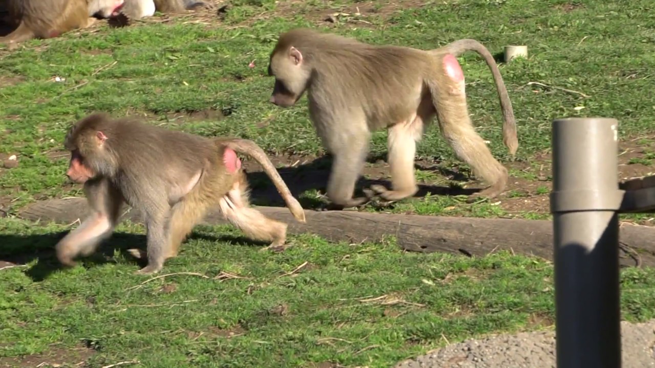 Captivity & Conservation: The History of the Oakland Zoo