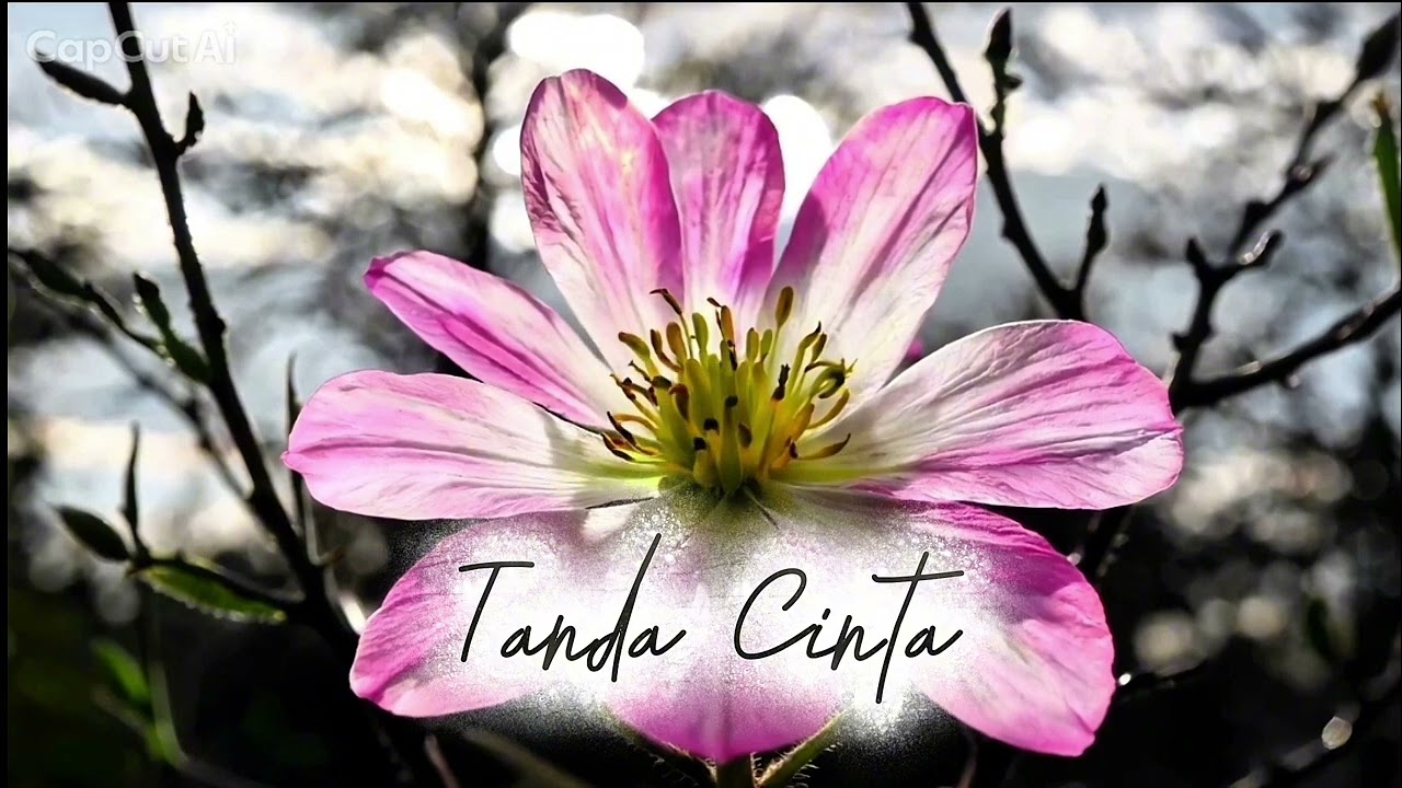 TANDA CINTA | LAGU DANGDUT ORIGINAL | Visit for more original songs #dangdutoriginal #dangdutterbaru