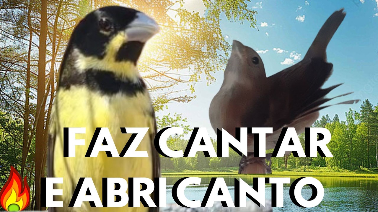 Coleira tui tui para Cantando para ESQUENTAR 💥Canto de coleira tui tui  💥