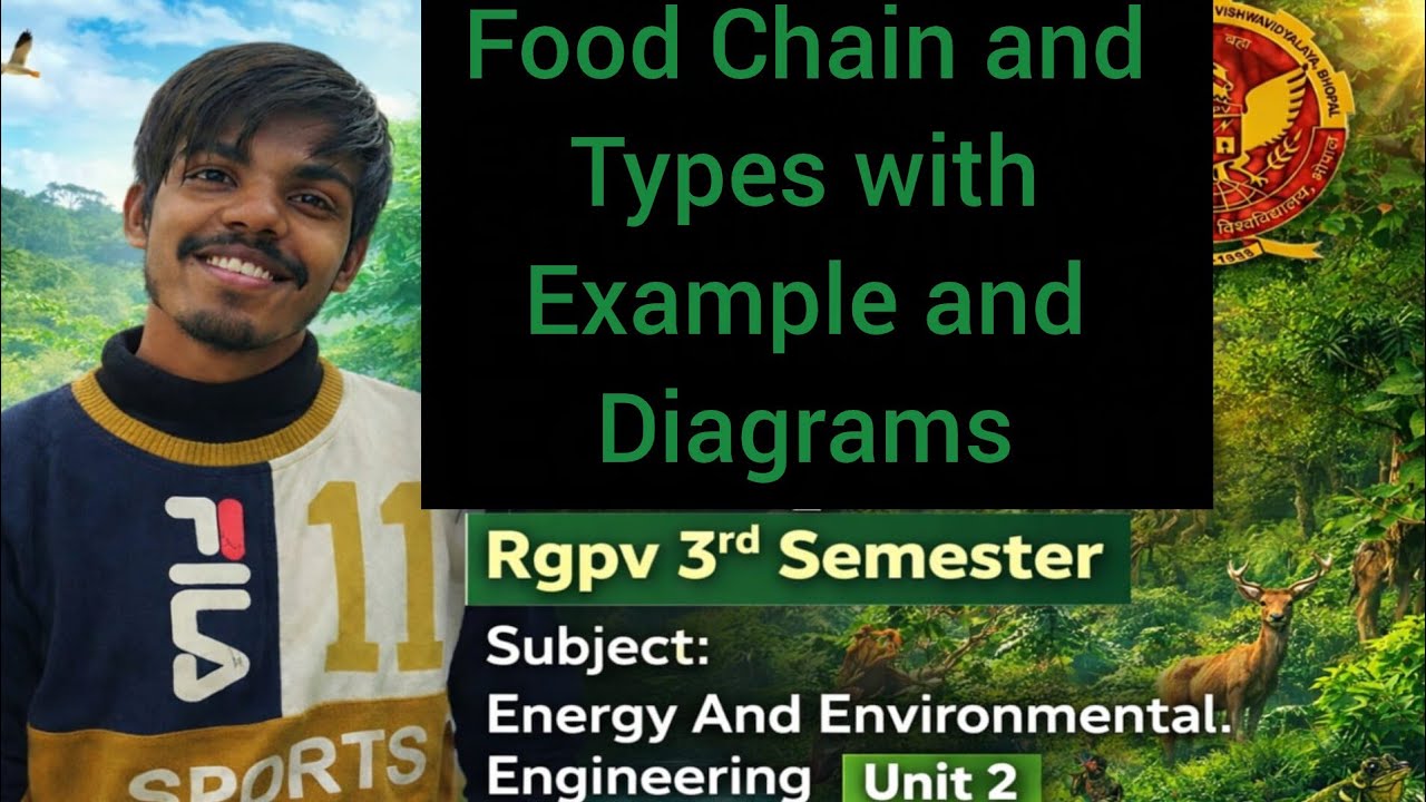 Food Chain: Types & Examples | Grazing vs Detritus Food Chain | Energy & Environmental Engineering