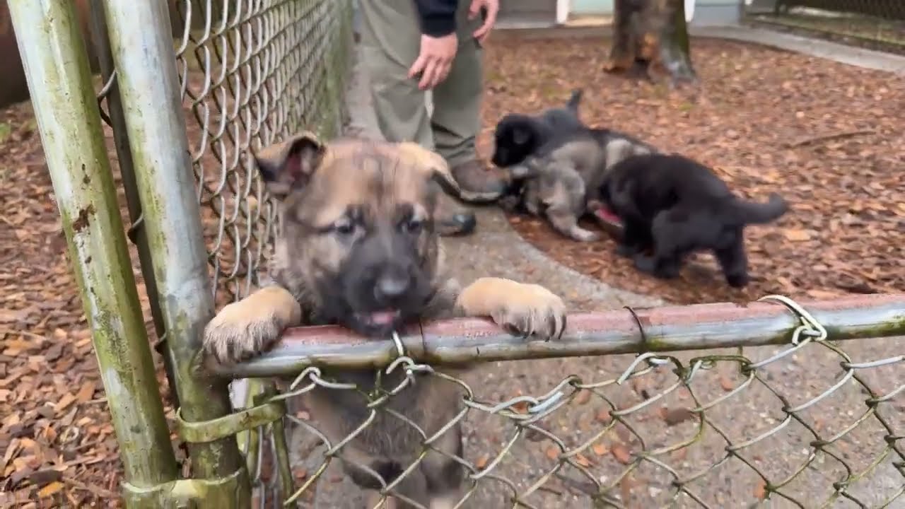 Eating, Playing & Exploring! Kraftwork K9 Pro German Shepherds