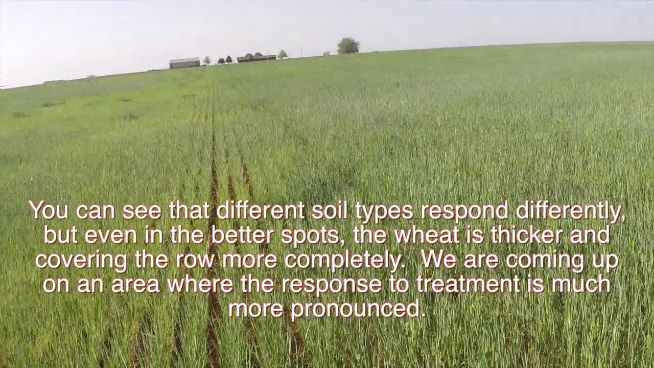 '15 revitaN Wheat Okarche OK