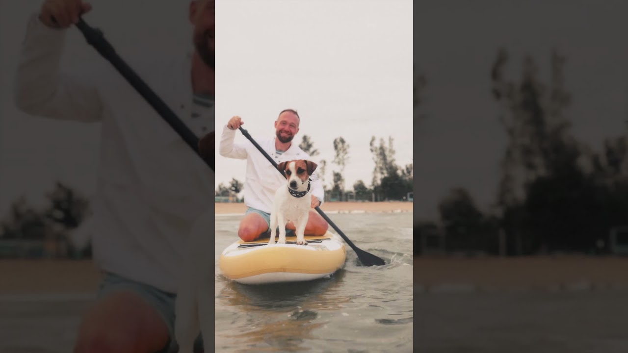 Pets on board