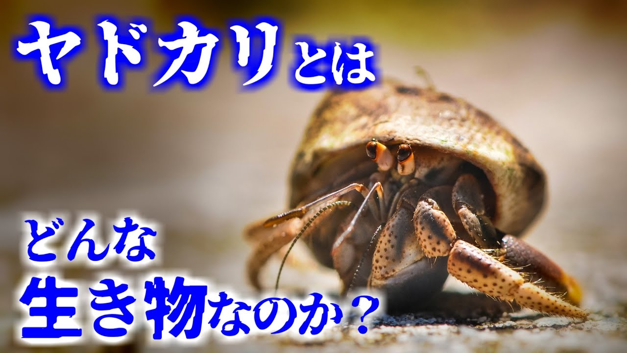ヤドカリとはどんな生き物なのか？／その生態や習性について【ゆっくり解説】