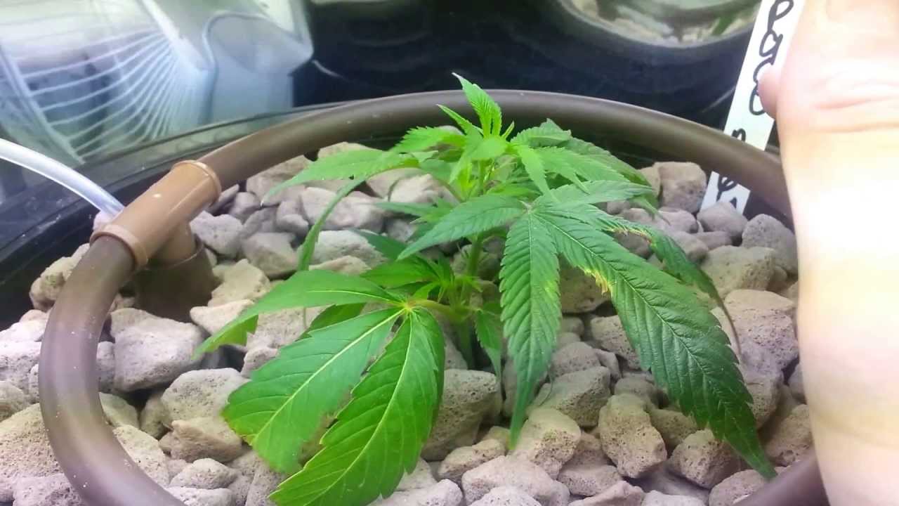 New Clones and TGA Seeds!!!! +++UPDATE