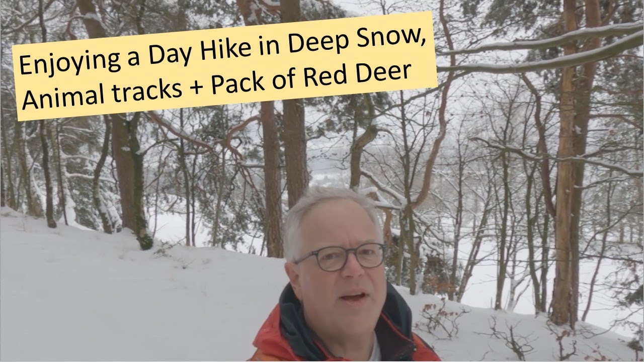 Enjoying a Day Hike in Deep Snow, Animal tracks + Pack of Red Deer