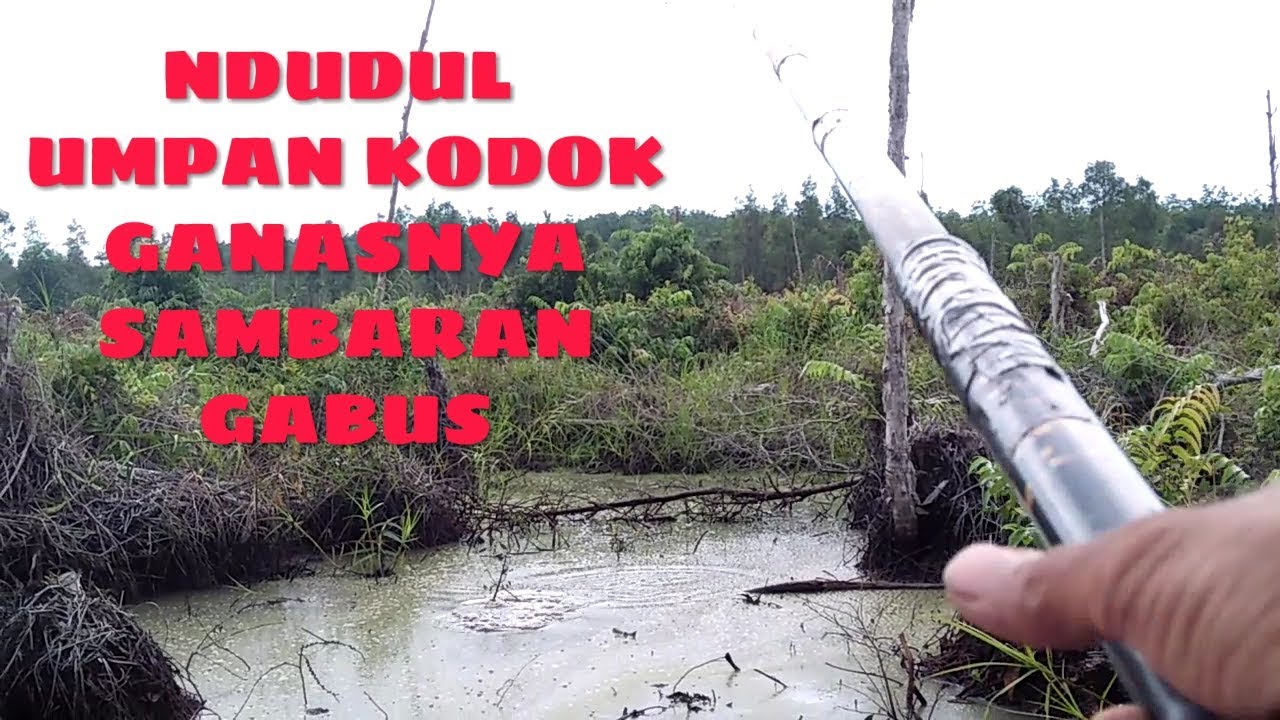GANAS..SAMBARAN IKAN GABUS MANCING PAKAI TEKNIK NDUDUL/NGENTUL
