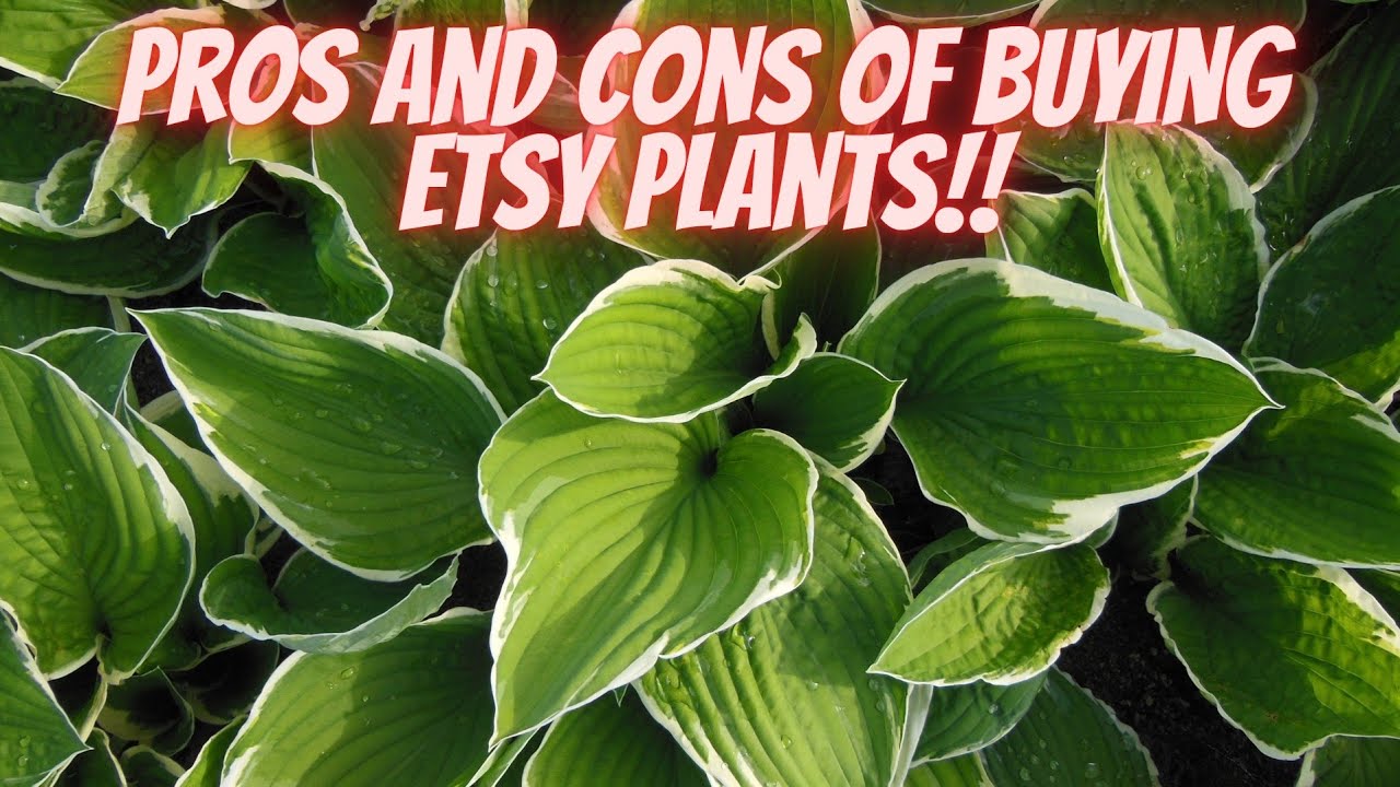 Your Complete Etsy Plant Buying Roadmap