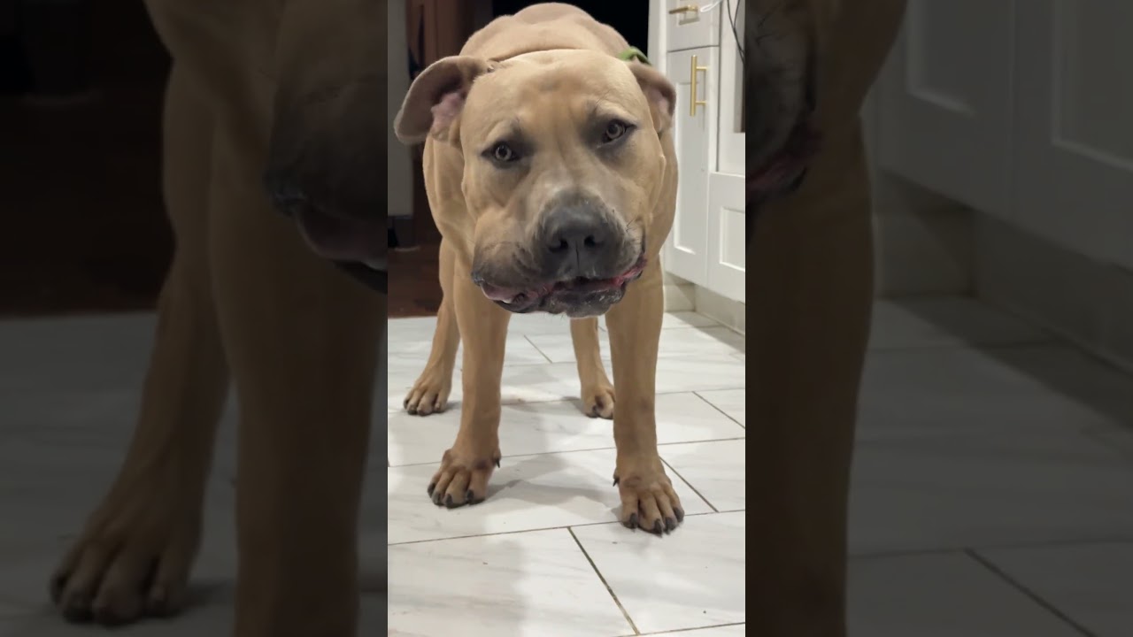 Свиное сердце